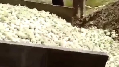 Yüz binlerce civciv canlı canlı gömüldü!