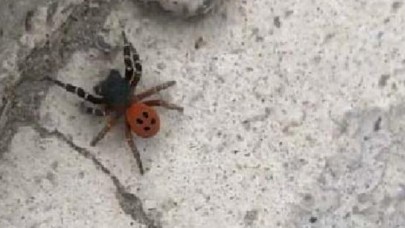 Ankara’da görüldü,  uzmanlar uyardı: Çıplak elle dokunmayın!