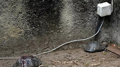 Antalya'nın Alanya ilçesinde çok sayıda kaplumbağa taşla ezilerek telef edildi