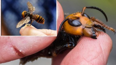 Avrupa’yı koronavirüsün ardından katil arılar endişesi sardı: Can almaya başladı