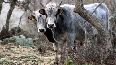 Bataklığa saplanan ineğinin başından ayrılmayan yaşlı adama 4 inek hediye edildi