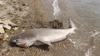 Çanakkale'de camgöz köpek balığı sahile vurdu