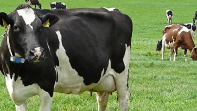 Dikkat: Hayvan başına otlatma ücreti getirildi!