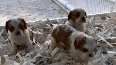 Evcil hayvan satışları sokağa çıkma yasakları sonrası patladı: Sebebi çok şaşırttı!