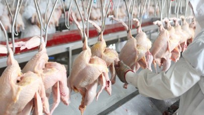 Gedik Piliç şokta: 86 işçinin korona testi pozitif çıktı!