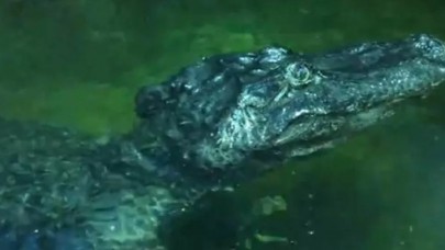 Hitler'e ait olduğu iddia edilen Satürn adlı timsah öldü