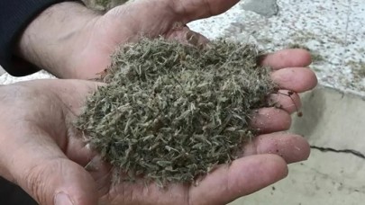 İstanbul'u kronomid bastı: 'İlaçlamalar yetersiz'