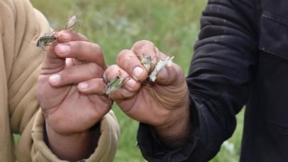 İzmir'in Tire ilçesinde çekirge istilası: İlk adım atıldı