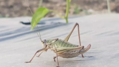 İzmir'de görülen çekirgelere ilişkin açıklama!
