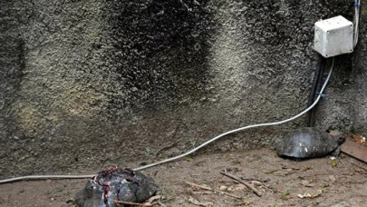 Kaplumbağa şüphelisi yakalandı: ‘Kara büyü olduğu için öldürdüm'