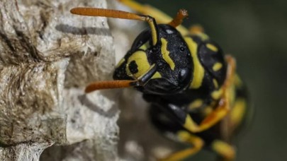 Katil arı paniği: Kargoyla gelmiş olabilir