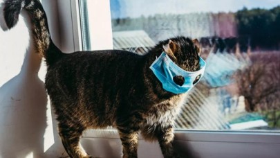 Kediye yapılan koronavirüs testi pozitif çıktı