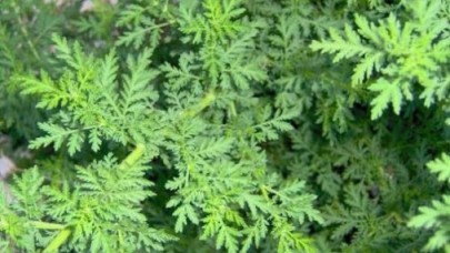 Peygamber süpürgesi koronaya iyi mi geliyor? DSÖ'den açıklama