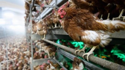 Sakarya’da ‘kuş gribi’ iddiası: 700 bin tavuk telef oldu!