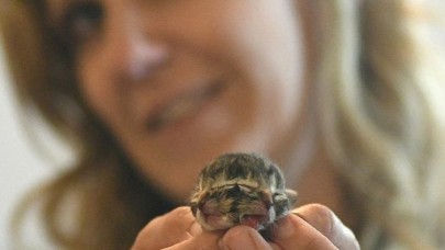 Yeni doğan çift yüzlü kedi görenleri şaşkına çevirdi