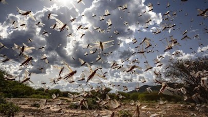 Çekirge istilası beklerken başka bela geldi: Günde onlarca kişi hastaneye başvurmaya başladı!