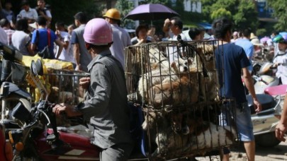 Çin Yulin köpek yeme festivali için iptal çağrısı devam ediyor 