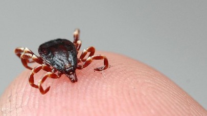 Çukurova Üniversitesi Tıp Fakültesi'nden kene ile ilgili korkutan açıklama