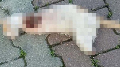 Düzce’de vahşet: Patileri kesilerek öldürülmüş bir kedi bulundu