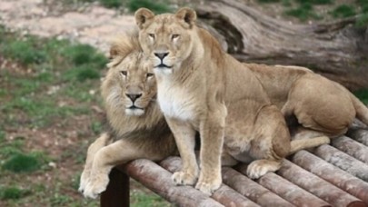 İşte Cumhurbaşkanı Erdoğan'ın aslanları: 5 yaşına girdiler