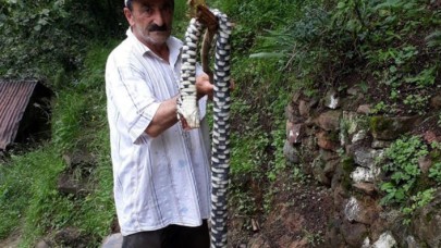 Karadeniz'de dev yılanlar neyin işaretçisi: 'Bizim köyde hiç görülmemiş bir hadise'