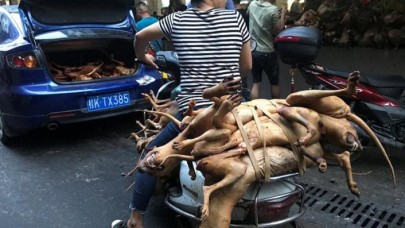 Koronavirüse sebep olan Çin yeni salgınlara davetiye çıkarıyor: Köpek eti festivali başladı