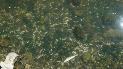 Küçükçekmece Gölü ölüyor: Korkunç bir olay bu!