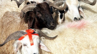 Kurban Bayramı'nda kesimler nasıl yapılacak? Resmi Gazete'de yayımlandı!