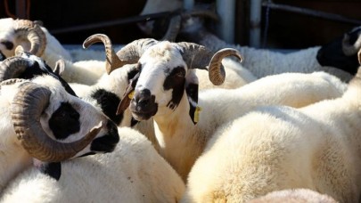 Kurban vekalet ücreti belli oldu