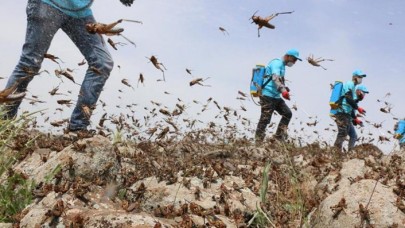 Türkiye'nin o ilinde çekirge istilası başladı: Her şeyi yiyorlar