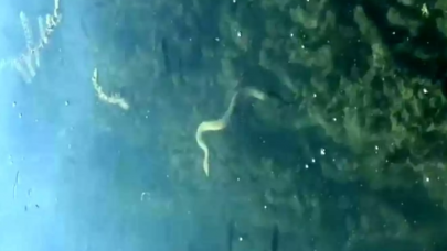 Vatandaşlar tedirgin: 99 depremi öncesi yaşanan doğa olayı tekrar yaşandı!