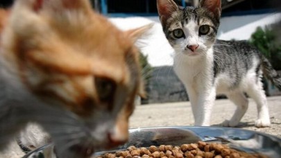 Aynı gün kedi köpek maması hızlı sipariş