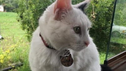 Bahçedeki kediyi silahla vurarak öldürdüler!