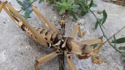 'Çağaboğan' bu kez Tunceli'de görüntülendi