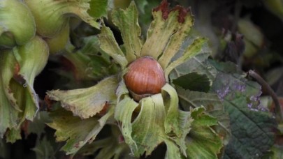 Fındık kavgası büyüyor: 28 liranın altında olmamalı!