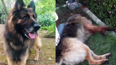 Komşusunun köpeğini tabancayla vurup öldürdü