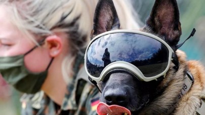 Köpeklerin koronavirüsün kokusunu alabildiği ortaya çıktı
