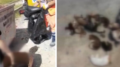 Küçükçekmece'de 16 kedinin cansız bedeni çöp konteynerinde bulundu: Sosyal medya ayaklandı!