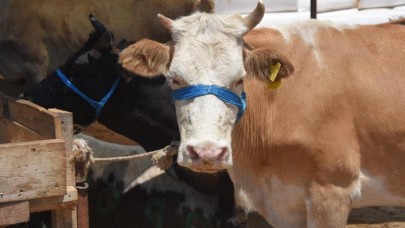 Kurbanda çirkin oyun: Bu nasıl insanlık!