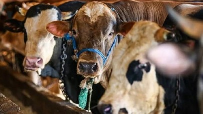 Kurbanlıklar perşembe gününden itibaren İstanbul'a giriş yapacak