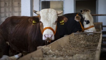 Kurbanlıklardan koronavirüs bulaşır mı? Tarım Bakanlığı Bilim Kurulu üyesi yanıtladı