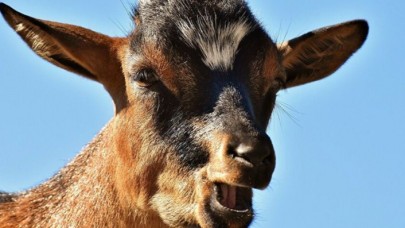 Maske takmayan keçi gözaltına alındı