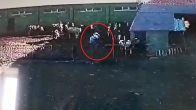 Öfkeli boğa saldırısı kamerada: Hacı Salih Genç öldü