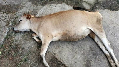 Sakarya'da büyükbaş hayvan ölümleri tedirgin etti: Mera kapatıldı!