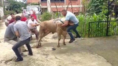 Trabzon'da boğanın direnişi: Şenol Şimşek'i böyle boynuzladı!