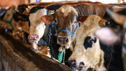 TZOB Başkanı Şemsi Bayraktar büyükbaş ve küçükbaş kurbanlık fiyatlarını açıkladı