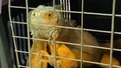 Üsküdar'da 125 santimlik dev iguana bulundu