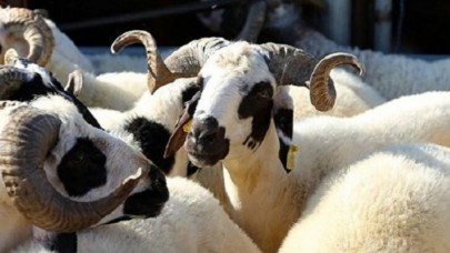 Üzerine koyun yünü yapıştırılan keçiyi kurbanlık koyun diye sattılar