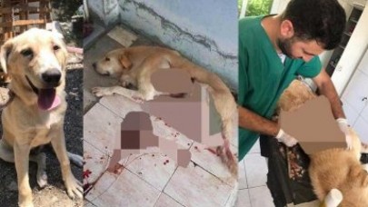 Yok böyle vahşet: Yaraladığı köpeği serbest kalınca öldürdü