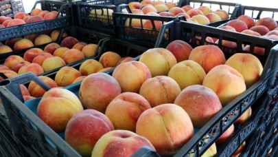 ABD'den ithal edilen şeftalide Salmonella virüsü endişesi!